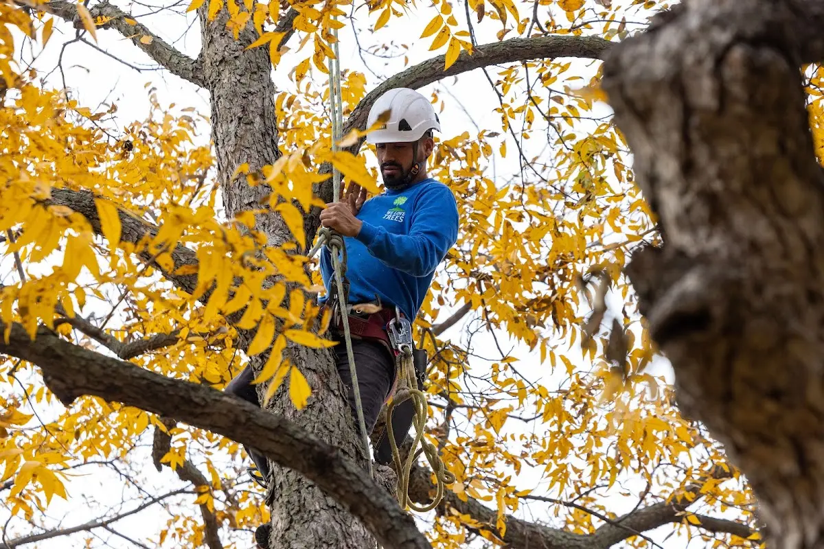 Skilled Tree Pruning crew working in Lodgepole